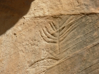 Corn Petroglyph?